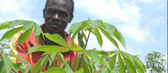 Counting on cassava in South Sudan